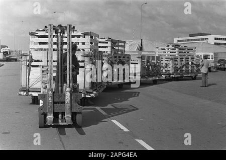 Charterplane part de Schiphol avec des veaux pour le Chili, numéro 16 A les veaux pour l'avion, nombre de chargement des veaux Date: 16 mai 1973 lieu: Noord-Holland, Schiphol mots clés: Veaux, aéronefs Banque D'Images