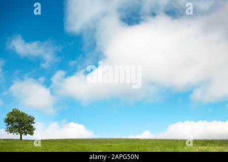 Un arbre solitaire se tenant à gauche de l'horizon dans un champ d'herbe verte contre un grand ciel bleu avec des nuages blancs moelleux. Jour lumineux et ensoleillé. Banque D'Images