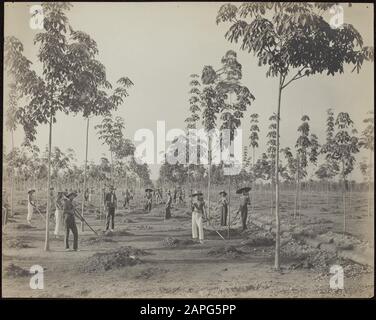 Rubber Plantation Balang Seragam in Deli Description: Les travailleurs chinois ont houé sur la nouvelle plantation de la plantation de caoutchouc Balang Seragam in Deli (East Sumatra) Date: 1880 lieu: Deli, Indonésie, Dutch East Indies, Sumatra mots clés: Chinois, travailleurs, plantations, caoutchouc Banque D'Images