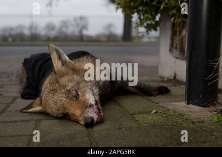 Un jeune renard urbain nord-européen (Vulpes vulpes) est mort sur le pavé, partiellement couvert par un vêtement et déplacé de la route par un passant, après avoir été tué par un véhicule dans une rue résidentielle du sud de Londres, le 23 janvier 2020, à Londres, en Angleterre. 'Vulpes vulpes' a une longue histoire d'association avec les humains, qui ont été largement chassés comme un ravageur et un porteur de fourrure pendant de nombreux siècles, ainsi que d'être représentés dans le folklore humain et la mythologie. Banque D'Images