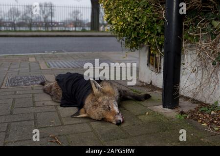 Un jeune renard urbain nord-européen (Vulpes vulpes) est mort sur le pavé, partiellement couvert par un vêtement et déplacé de la route par un passant, après avoir été tué par un véhicule dans une rue résidentielle du sud de Londres, le 23 janvier 2020, à Londres, en Angleterre. 'Vulpes vulpes' a une longue histoire d'association avec les humains, qui ont été largement chassés comme un ravageur et un porteur de fourrure pendant de nombreux siècles, ainsi que d'être représentés dans le folklore humain et la mythologie. Banque D'Images