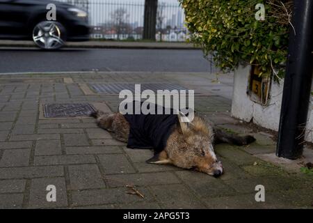 Une voiture passe devant un jeune renard urbain nord-européen (Vulpes vulpes), mort sur le pavé et partiellement couvert par un vêtement, et s'est déplacée de la route par un passant, après avoir été tué par un véhicule dans une rue résidentielle du sud de Londres, le 23 janvier 2020, à Londres, en Angleterre. 'Vulpes vulpes' a une longue histoire d'association avec les humains, qui ont été largement chassés comme un ravageur et un porteur de fourrure pendant de nombreux siècles, ainsi que d'être représentés dans le folklore humain et la mythologie. Banque D'Images