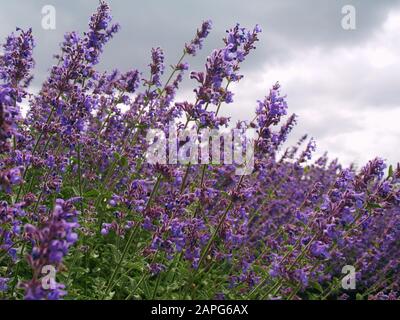 Nepeta Faassenii 'Catnip', autrement connu sous le nom de Faassens Catnip, catswort, catswort, menthe. Six Hills Giant, herbe médicinale verte, bumblebee Banque D'Images