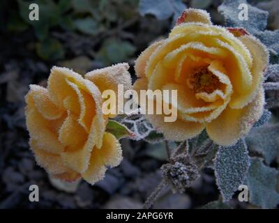 Gros plan sur les roses Rosa Drift (rose de couverture de pêche/abricot), recouvertes de givre, de lavande en arrière-plan Banque D'Images