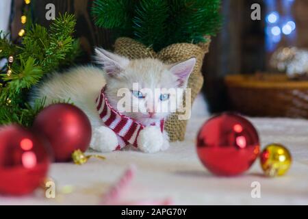 Chaton du nouvel an. Chat mignon avec un jouet d'arbre de Noël rouge Banque D'Images