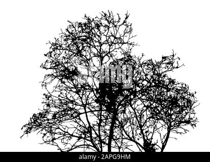Silhouette d'arbre sans feuilles isolées sur un vecteur d'arrière-plan blanc Illustration de Vecteur