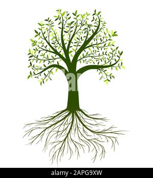 Arbre vectoriel avec feuilles et racines sur fond blanc Illustration de Vecteur