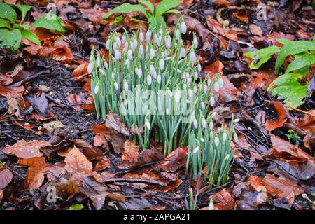 Chutes de neige Galanthus nivalis croissant parmi les liitteurs de feuilles au printemps, toujours avec des bourgeons fermés Banque D'Images