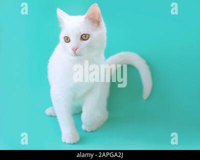 Joli chat blanc curieux sur fond de couleur menthol. Ami, animal de compagnie, allergie, concept de solitude Banque D'Images