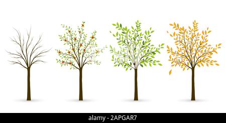 Arbre en quatre saisons - hiver, printemps, été, automne. Illustration vectorielle Illustration de Vecteur