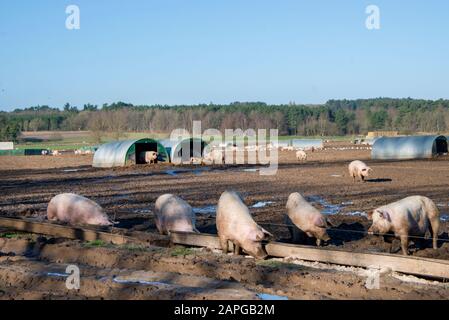 Les cochons biologiques bénéficient du soleil à l'extérieur dans le Suffolk. La ferme à aire de répartition libre permet aux cochons de s'enveloppent dans la boue pendant qu'ils dorment dans des hangars à proximité. Beaucoup de truies peuvent être vues avec la forêt de Thetford en arrière-plan. La race est appelée Grand Blanc. Banque D'Images