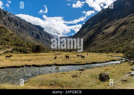 Gros plan d'un champ avec des animaux mangeant entouré des montagnes et un ruisseau avec un ciel bleu Banque D'Images