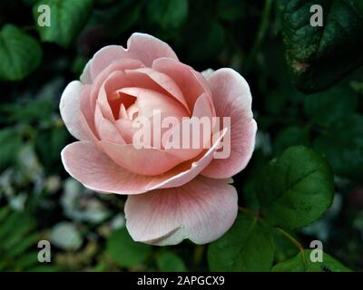 Reine DE SUÈDE rose - David Austin, 2004. Rose anglaise, gros plan, rose pâle; Rose Arbuste anglais Banque D'Images