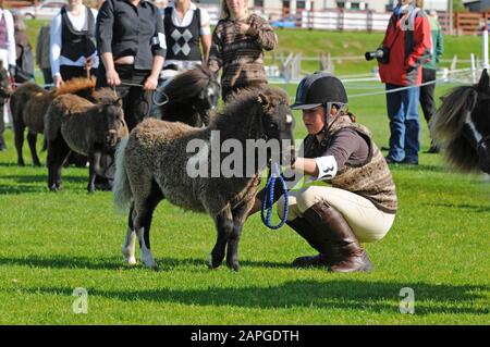 Shetland Pony Festival et Breed show qui a eu lieu à Shetland en 2009 Banque D'Images