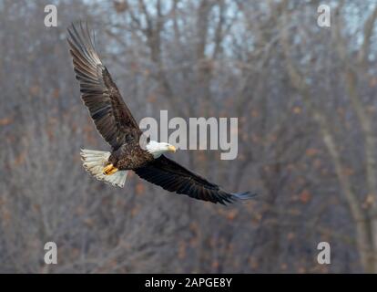 Bald eagle (Haliaetus leucocephalus) adulte volant à travers la forêt d'hiver, Saylorville, Iowa, États-Unis Banque D'Images