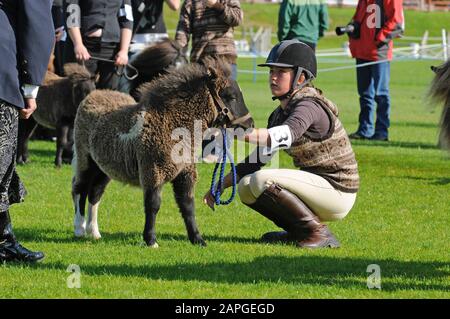 Shetland Pony Festival et Breed show qui a eu lieu à Shetland en 2009 Banque D'Images