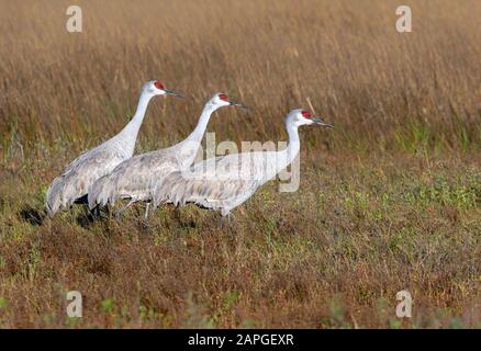 Grues à ponton (Antigone canadensis) sur un pré humide, Galveston, Texas, États-Unis. Banque D'Images