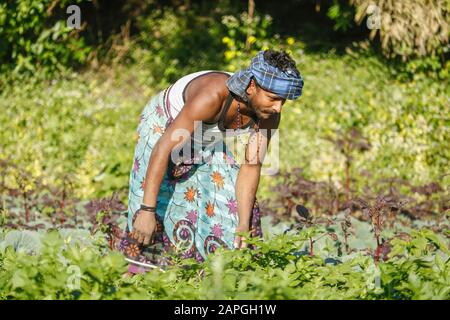 Agriculteur indien qui s'occupe de la pomme de terre en croissance.Farmer extirpe de l'herbe dans le jardin de pommes de terre. Banque D'Images