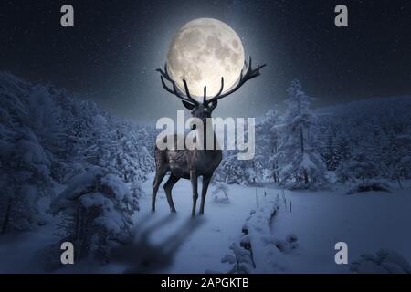 Grand cerf puissant avec une pleine lune au-dessus des bois par une nuit froide d'hiver Banque D'Images