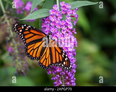 Monarch Butterfly Up Close with its Wings Open on a Purple Butterfly Bush Banque D'Images