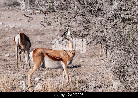 Un Impala - Aepyceros melampus- Navigation à partir des gommages corporels dans le parc national d'Etosha, Namibie. Banque D'Images