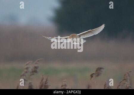 Chouette De La Grange Occidentale (Tyto Alba) Banque D'Images