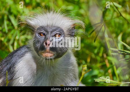 Un singe colobus rouge de Zanzibar en danger (Piliocobus kirkii), assis sur un arbre à la forêt de Jozani, Zanzibar Banque D'Images