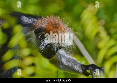 Un singe colobus rouge de Zanzibar en danger (Piliocobus kirkii), assis sur un arbre à la forêt de Jozani, Zanzibar Banque D'Images