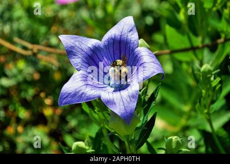 gros plan d'un bleu platycodon grandifloras aka phylactère fleur dans le jardin Banque D'Images