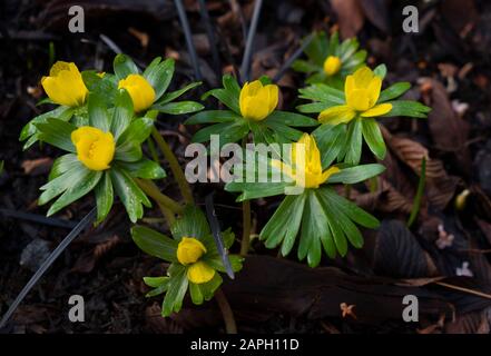 Les Aconites d'hiver (Elanthis hyemalis), petites fleurs jaunes fleuries en janvier Banque D'Images