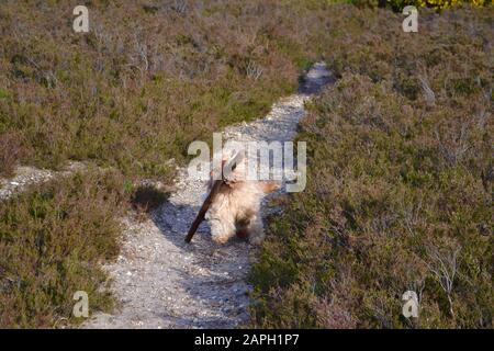 Un joli chien doux avec des cheveux de couleur sable (blond / abricot) qui s'enfilent sur un chemin dans la campagne, entouré de bruyère, portant un bâton dans son mois Banque D'Images