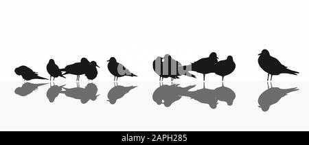 colonie mixte de mouettes, silhouettes sur blanc Illustration de Vecteur