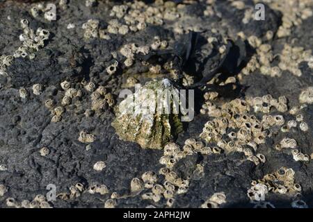 Des barnacles en grappe et une grande limette attachée fermement à une roche noire / grise, hors de l'eau et au soleil sur la côte de la mer Banque D'Images