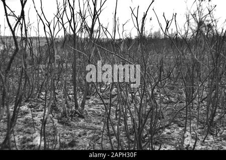 La scène après un feu dans la terre de bruyère ou basse forêt: Buissons, petits arbres, herbe, petites plantes, gommage, sous-croissance tout brûlé. Boxers et soutien-gorge en arbre noir Banque D'Images