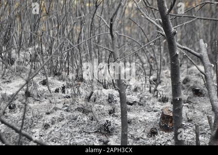 La scène après un feu dans la terre de bruyère ou basse forêt: Buissons, petits arbres, herbe, petites plantes, gommage, sous-croissance tout brûlé. Boxers et soutien-gorge en arbre noir Banque D'Images