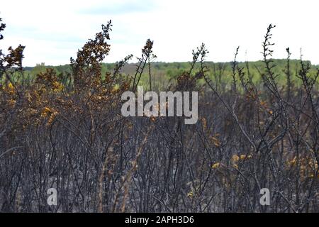 Buissons de gorse brûlé (Ulex europaeus) dans la campagne après un incendie. Branches et troncs noirs, brûlés, cendres sur le sol, quelques fleurs jaunes encore fleuries Banque D'Images