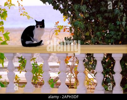 Chat mignon dans un café sur l'arrière-plan de la mer. Belle carte. Aliments pour la santé animale pour chats. Banque D'Images