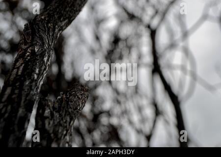 Photo presque abstraite d'arbres et de branches chardés. Écorce brûlée contre le ciel gris. Banque D'Images