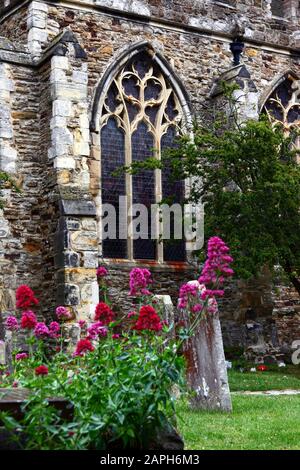 Fleurs roses et pierres tombales dans la cour de l'église St Mildreds , Tenterden , Kent , Angleterre Banque D'Images