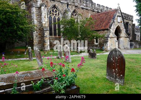 Fleurs roses et pierres tombales dans la cour de l'église St Mildreds, porche sud en arrière-plan, Tenterden, Kent, Angleterre Banque D'Images