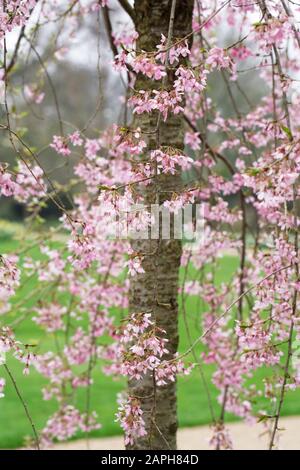 Prunus pendula 'Pendula Rosea' Blossom. Rosebud tombantes cerise. Banque D'Images