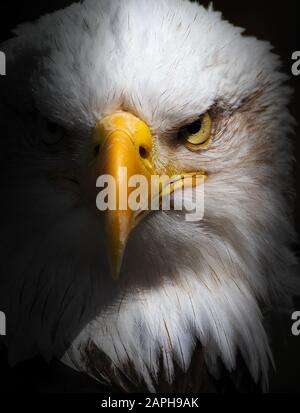 Bald Eagle Stare. Vue avant d'une prise de vue en tête d'un aigle Bald, Haliaetus leucocephalus, isolée sur fond noir avec une étoile menaçante à la caméra Banque D'Images