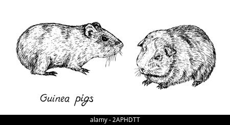 cochon d'inde domestique (Cavia porcellus, cavy domestique) couple, vue latérale, gravitation dessinée à la main style, illustration d'esquisse, élément de conception Banque D'Images