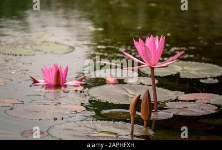 Gros groupe de lily pads et de fleurs roses dans l'étang Ninh Binh, Vietnam Banque D'Images