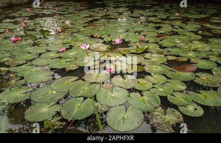 Groupe de lily pads et fleurs roses dans l'étang Ninh Binh, Vietnam Banque D'Images