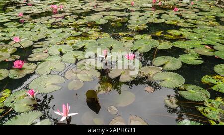 Groupe de lily pads et fleurs roses dans l'étang Ninh Binh, Vietnam Banque D'Images