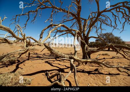 Arbre sans feuilles au soleil chaud du désert du Namib à Sossusvlei, Namibie Banque D'Images