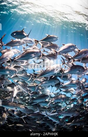 Scène sous-marine d'une école de poissons dans le parc marin national de Cabo Pulmo, au Mexique. Banque D'Images