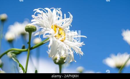 Fleurs camomille fleuries. Fleurs de camomille sur un pré en été contre le ciel bleu Banque D'Images