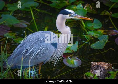 Un grand héron bleu recherche de la nourriture dans le parc national des Everglades. Banque D'Images